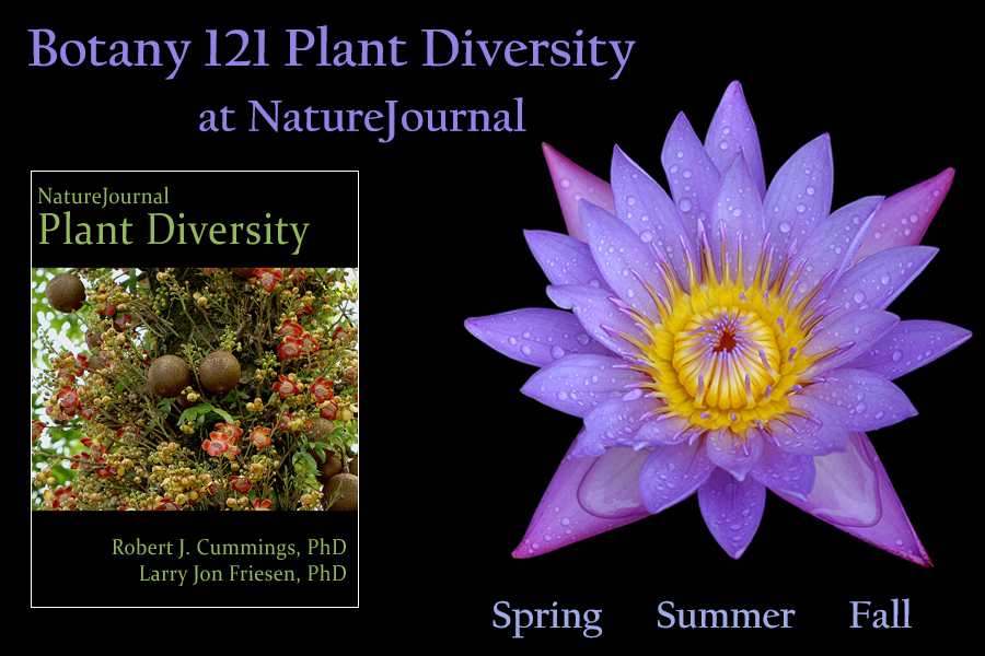  Plant Diversity 